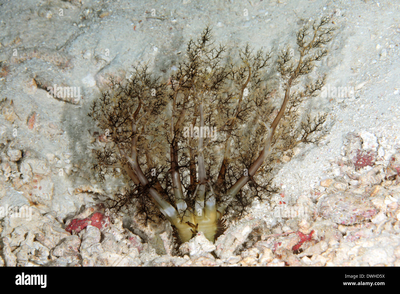 Un scavando sea-cetriolo, o holothurian, Neothyonidium magnum, mostrando i bracci di alimentazione. Foto Stock