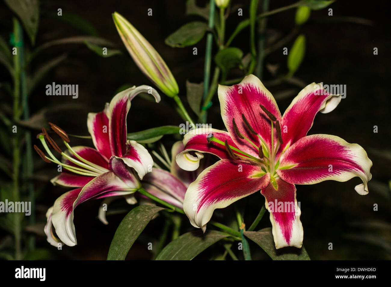 Bella gigli rosa Foto Stock