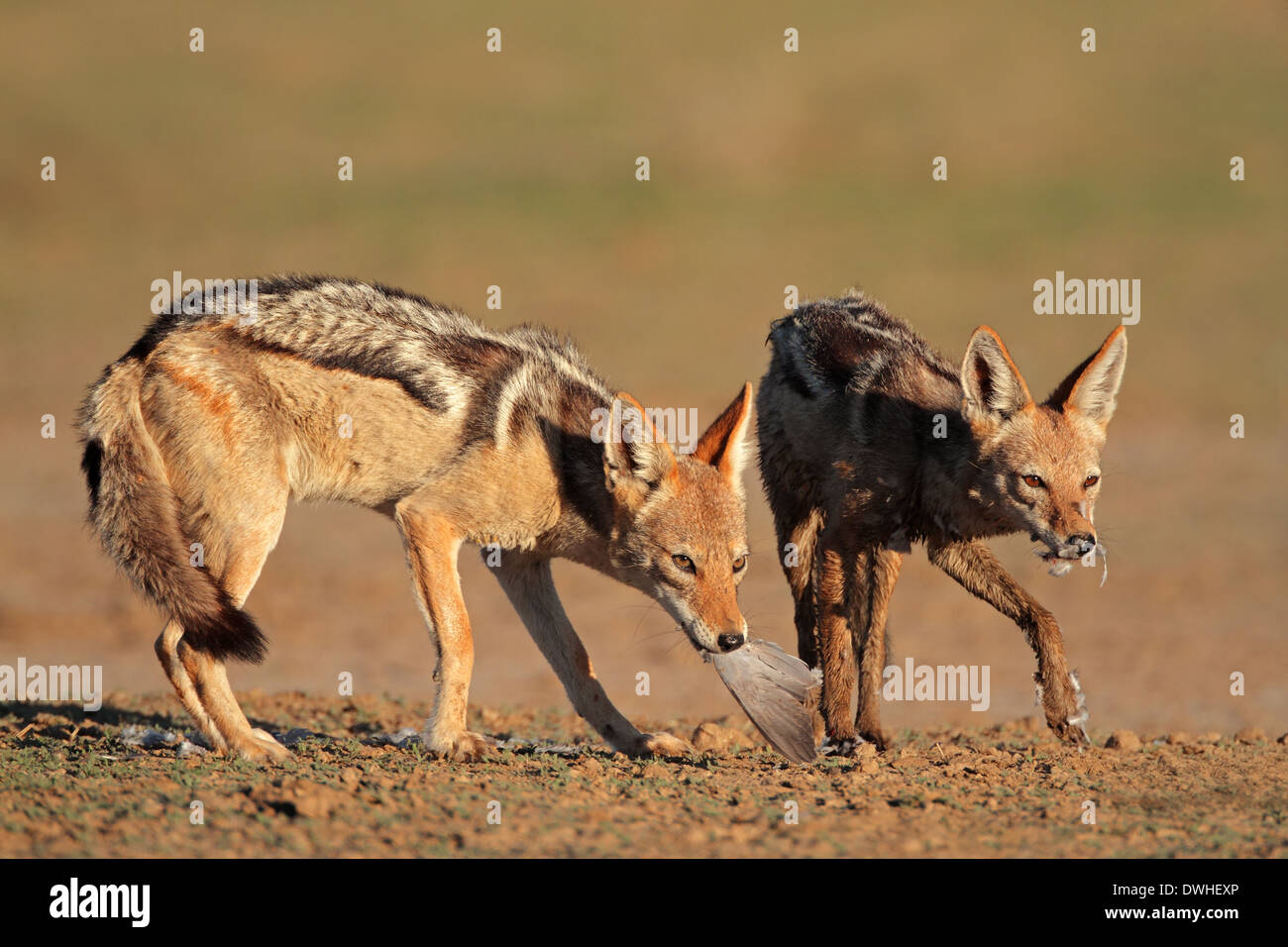 Una coppia di black-backed sciacalli (Canis mesomelas) mangiando una colomba, deserto Kalahari, Sud Africa Foto Stock