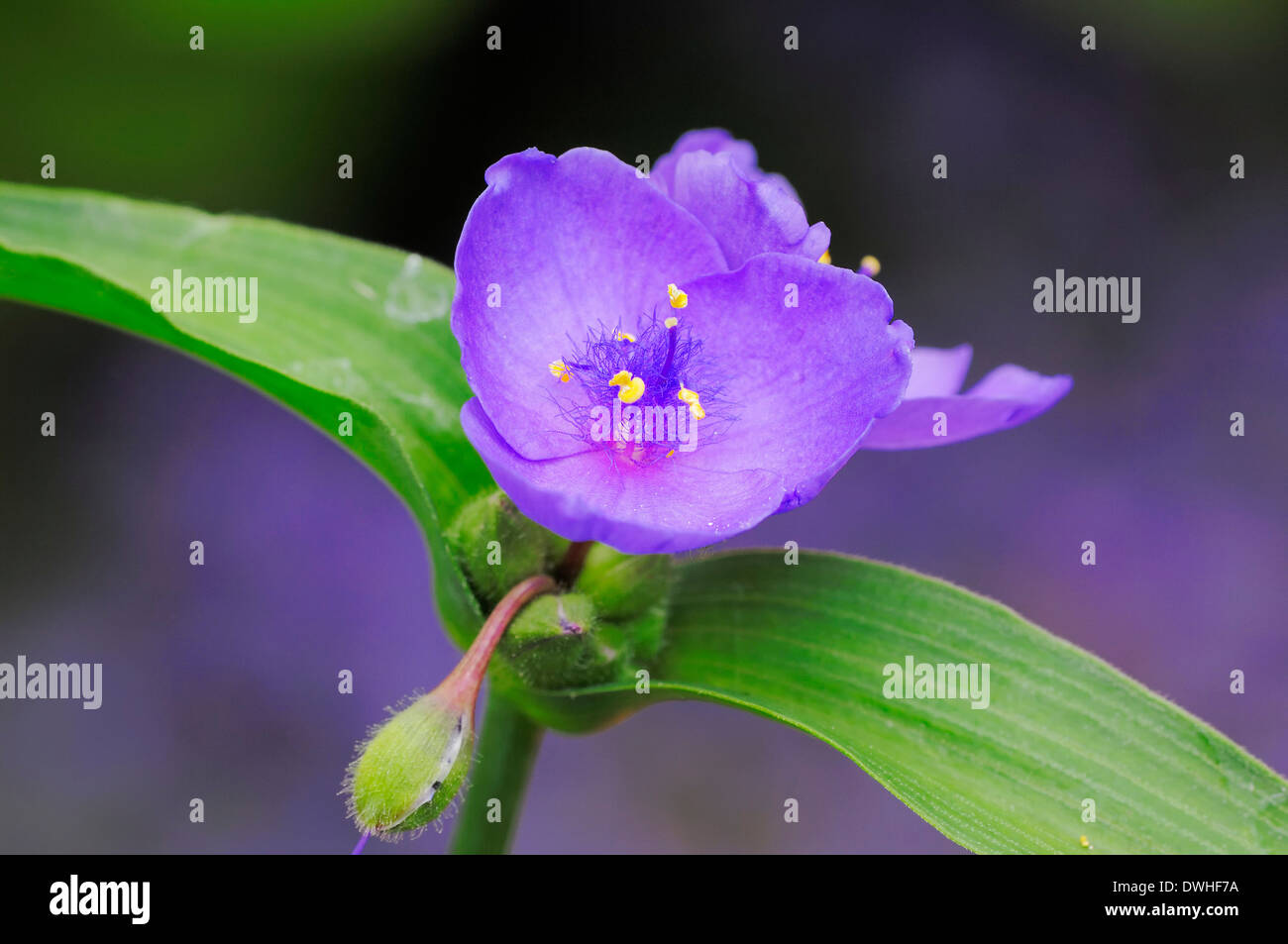 Spiderwort (Tradescantia andersoniana) Foto Stock