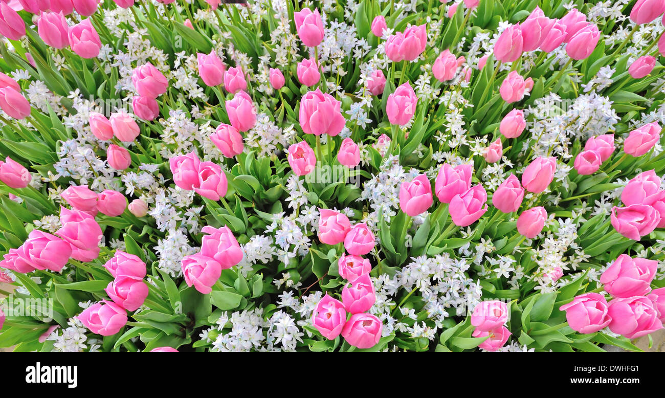 Campo di tulipani in primavera Foto Stock