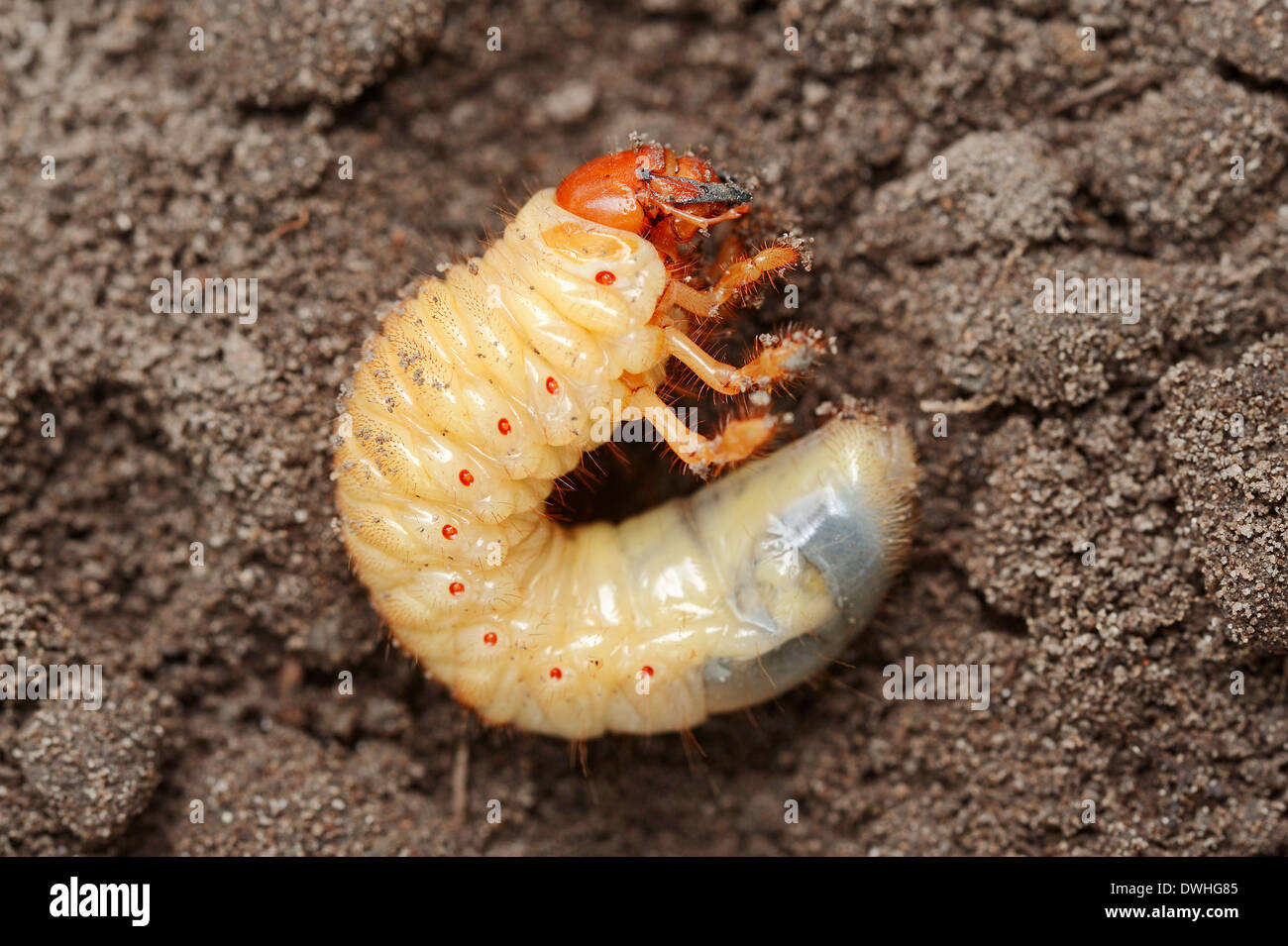 Cockchafer comuni o possono Bug (Melolontha melolontha), larva, Nord Reno-Westfalia, Germania Foto Stock