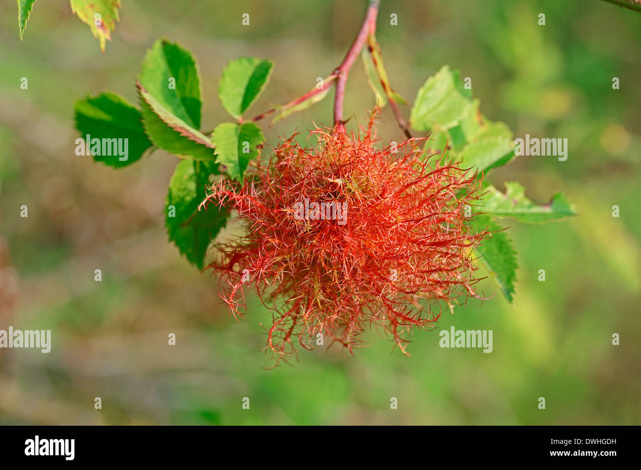 Rose Bedeguar Gall, Robin's Puntaspilli Gall, o Moss fiele (Diplolepis rosae), Nord Reno-Westfalia, Germania Foto Stock