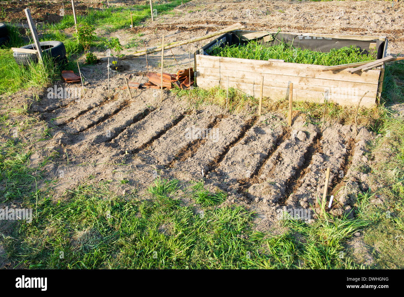 Nuovo terreno fertile per i fagioli dietro un letto sollevata in un hobby farm giardino. Foto Stock