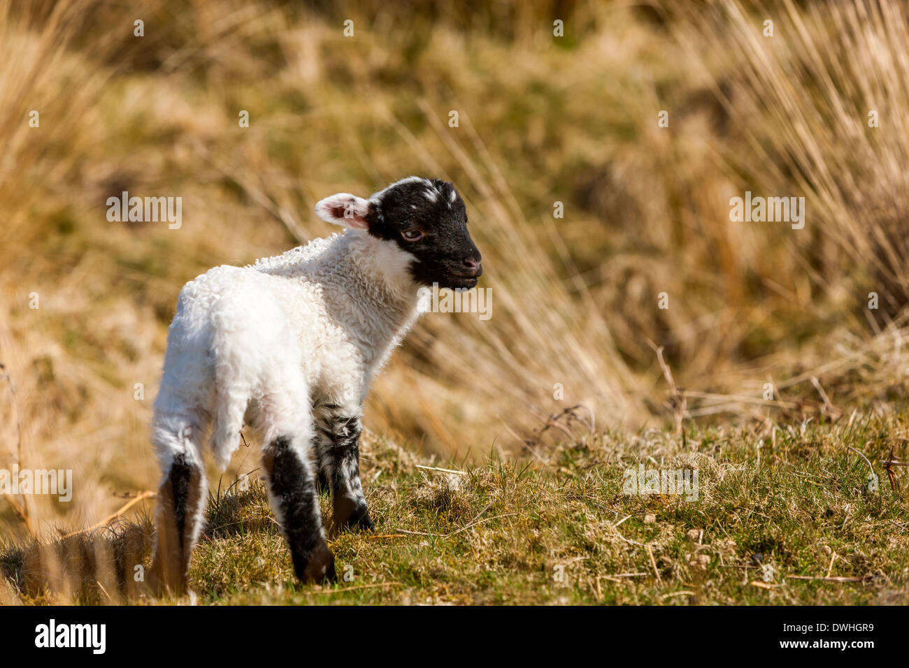 Agnello in palude Taw, Parco Nazionale di Dartmoor, Belstone, West Devon, Inghilterra, Regno Unito, Europa. Foto Stock