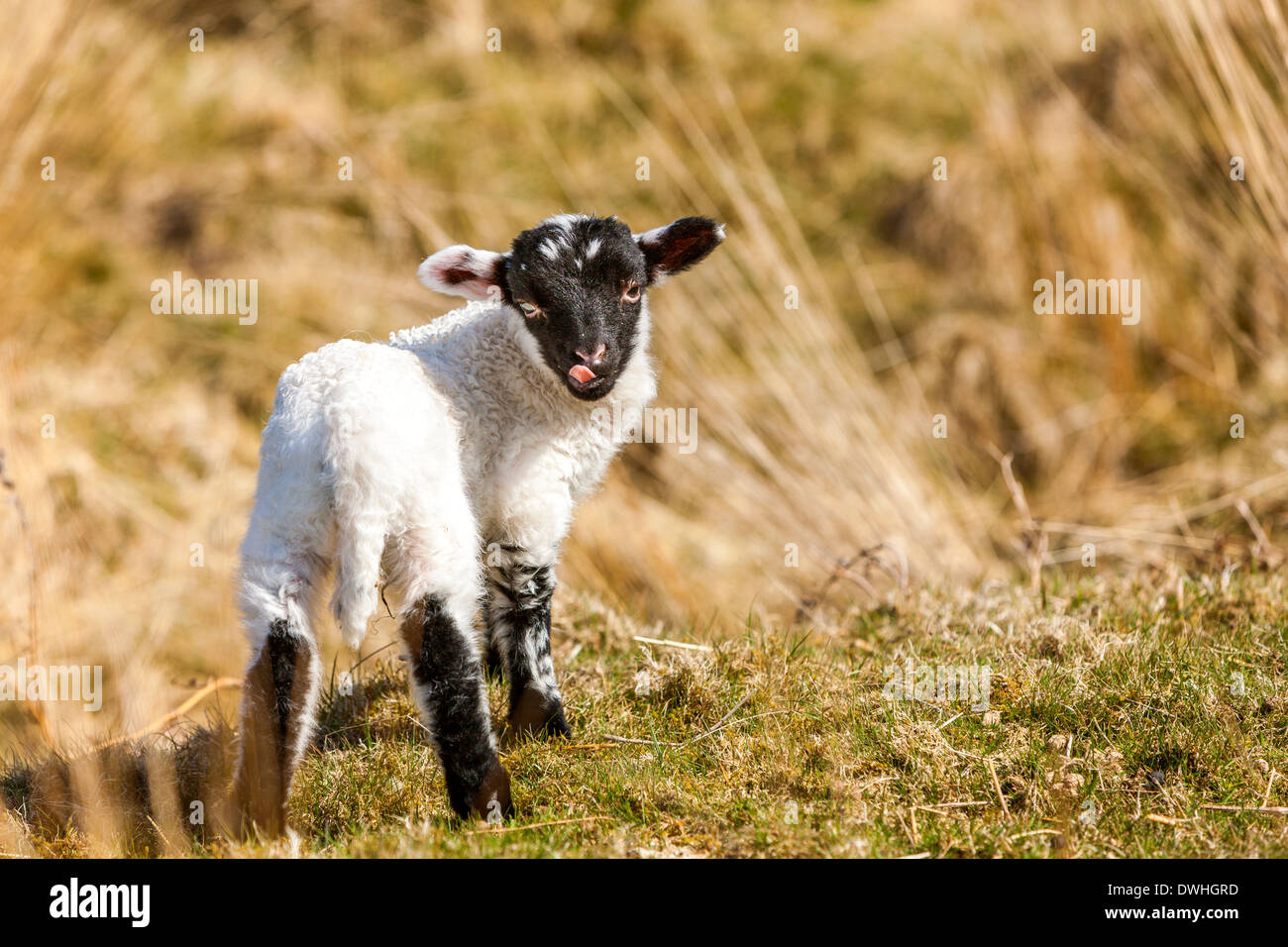 Agnello in palude Taw, Parco Nazionale di Dartmoor, Belstone, West Devon, Inghilterra, Regno Unito, Europa. Foto Stock