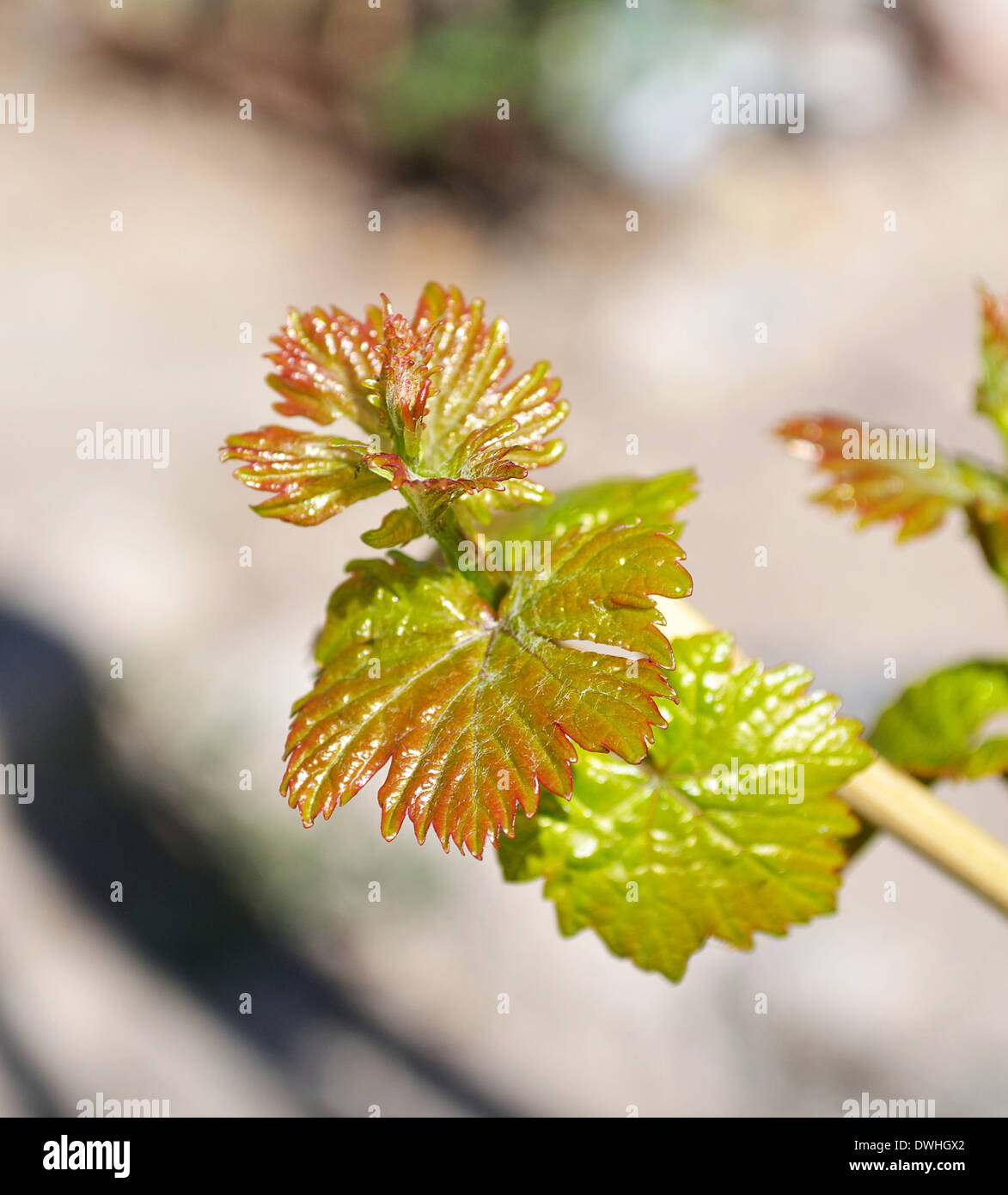 Una chiusura delle giovani foglie di uva Foto Stock