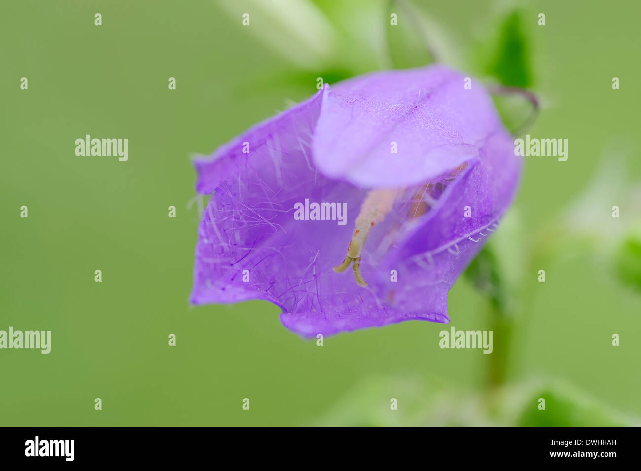 Ortica-lasciarono la Campanula (Campanula trachelium), Nord Reno-Westfalia, Germania Foto Stock