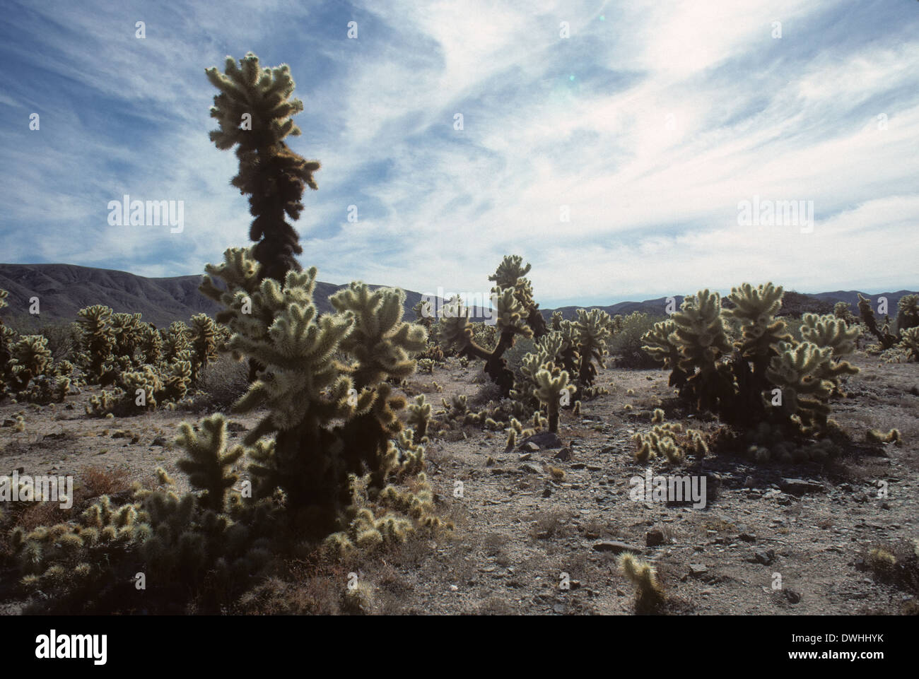 Bigelow Cholla cactus, Joshua Tree National Monument, CALIFORNIA, STATI UNITI D'AMERICA Foto Stock