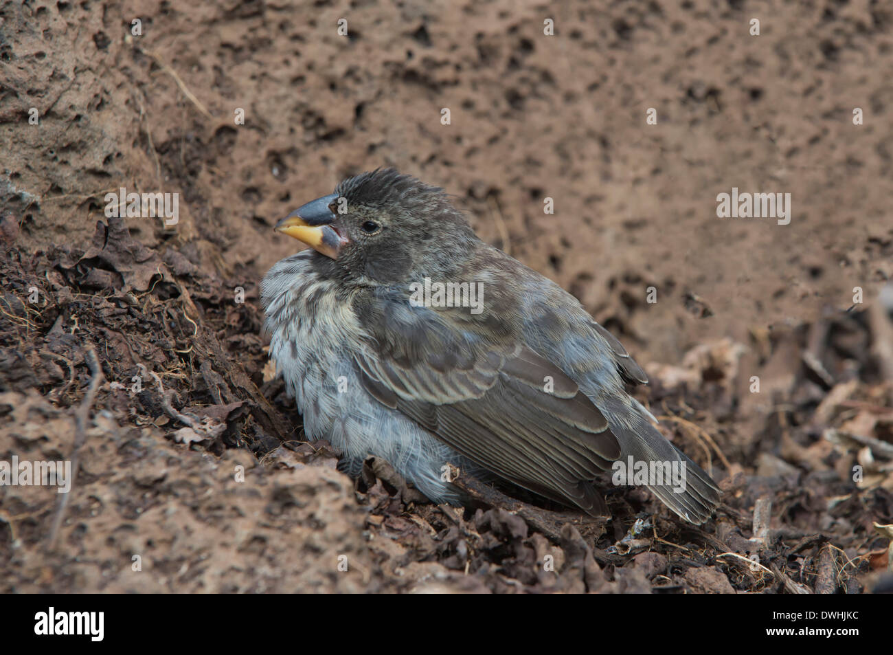 Galapagos Ground-Finch medio Foto Stock