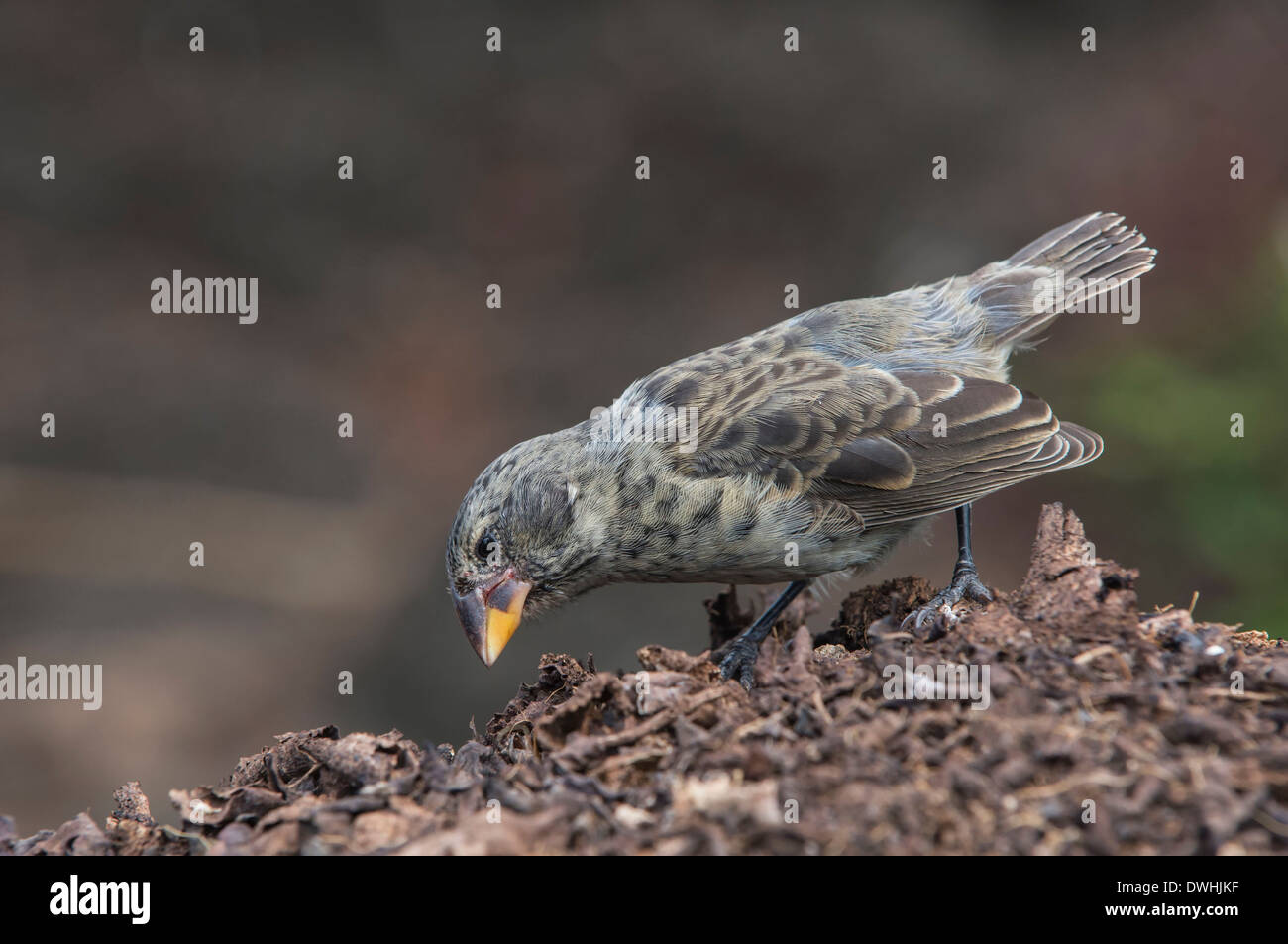 Galapagos Ground-Finch medio Foto Stock