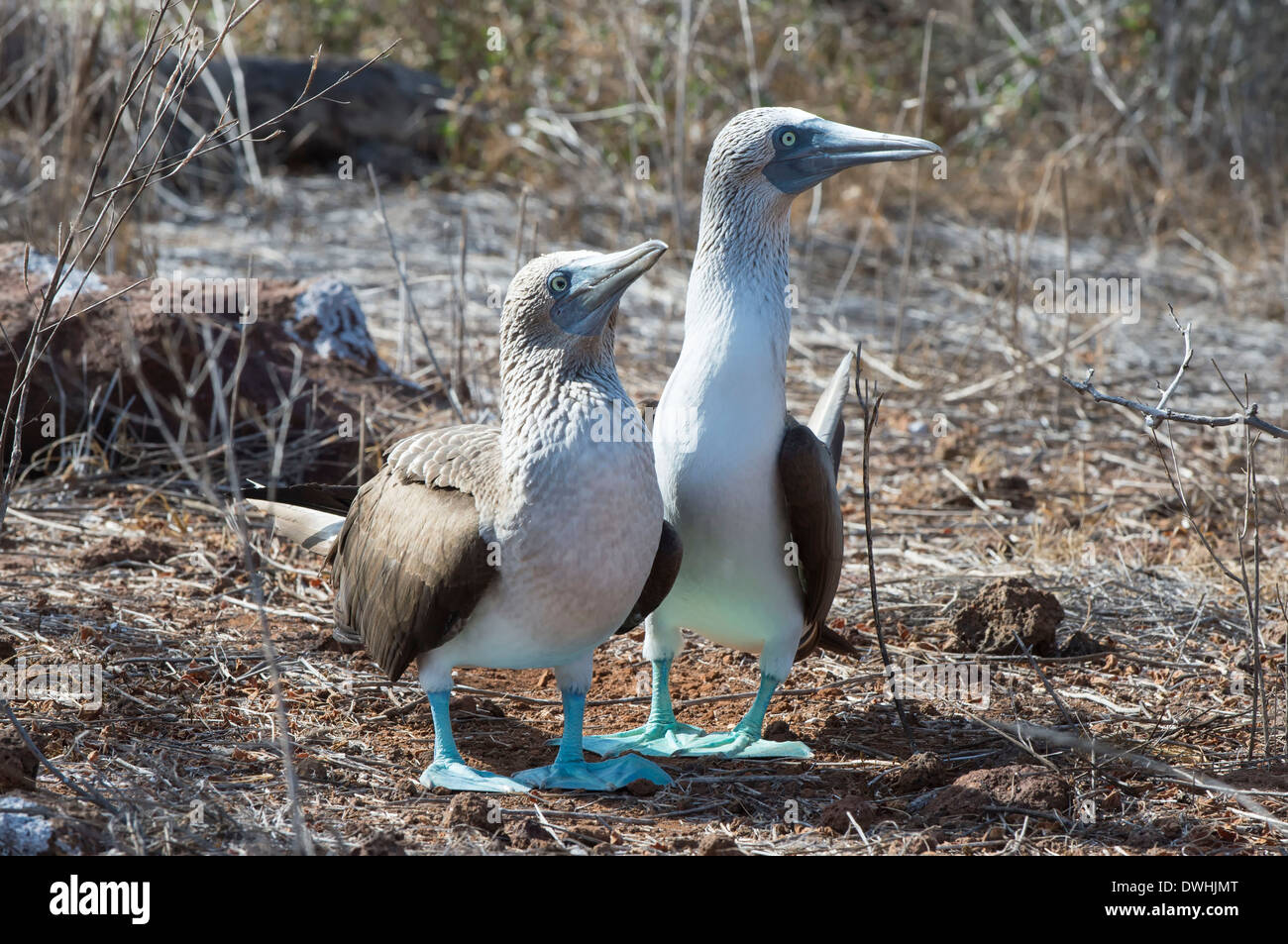 Le Galapagos Blu-footed Booby Foto Stock