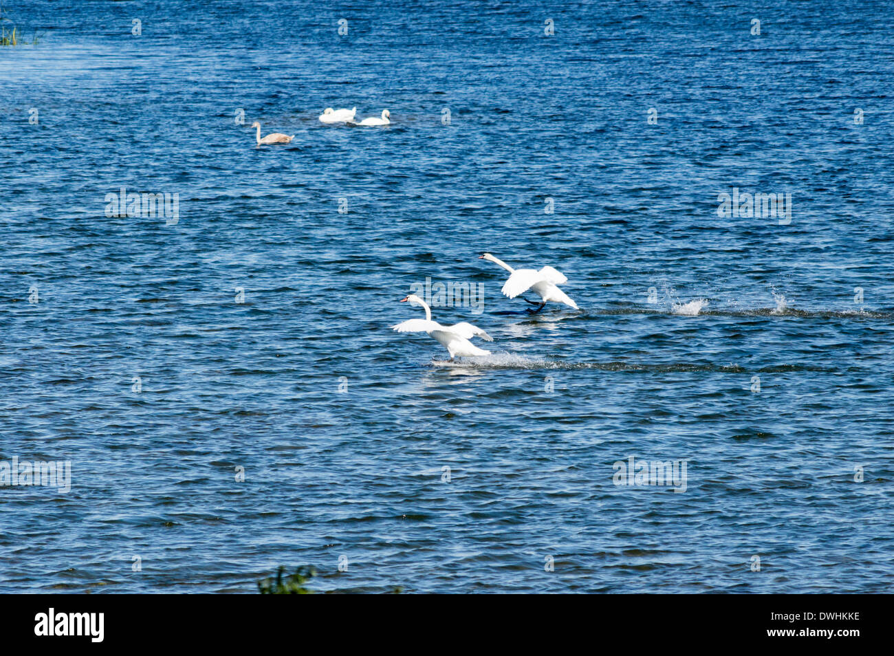 Swan atterraggio su acqua - Fiume Olt Foto Stock