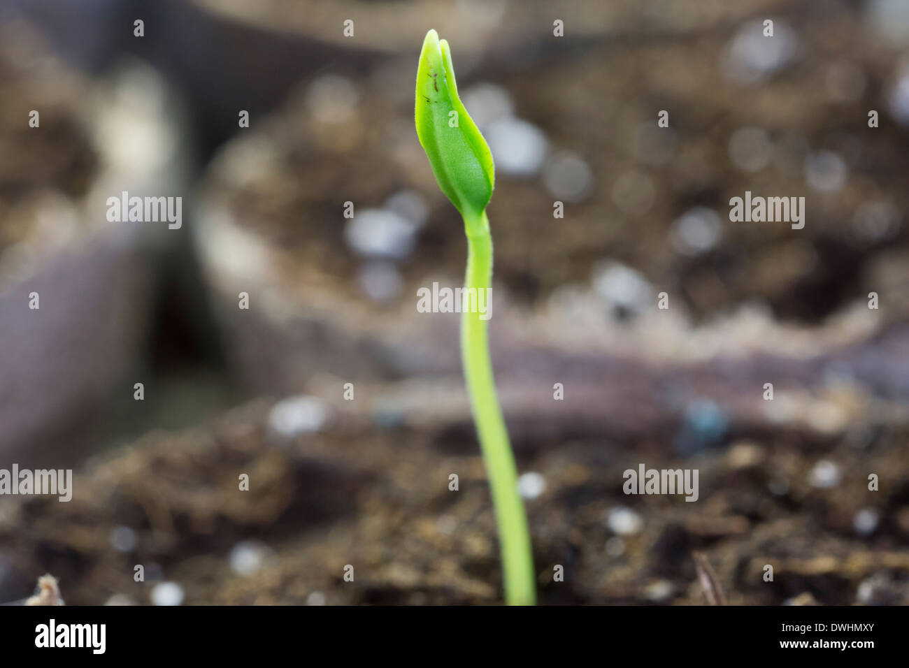 Una chiusura di un impianto di pepe in fase di germinazione. Foto Stock