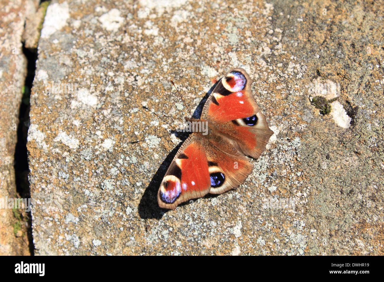 Abinger nel Surrey sulle colline vicino a Dorking, Inghilterra, Regno Unito. Il 9 marzo 2014. Il Parlamento farfalla pavone genere Inachis io, visto qui crogiolarsi nella primavera del sole. Esso è uno dei primi UK farfalle per uscire dalla modalità di ibernazione. Il distictive eye-macchie che ricordano le penne della coda di un pavone sono usati come un anti-predator meccanismo. Credito: Julia Gavin/Alamy Live News Foto Stock