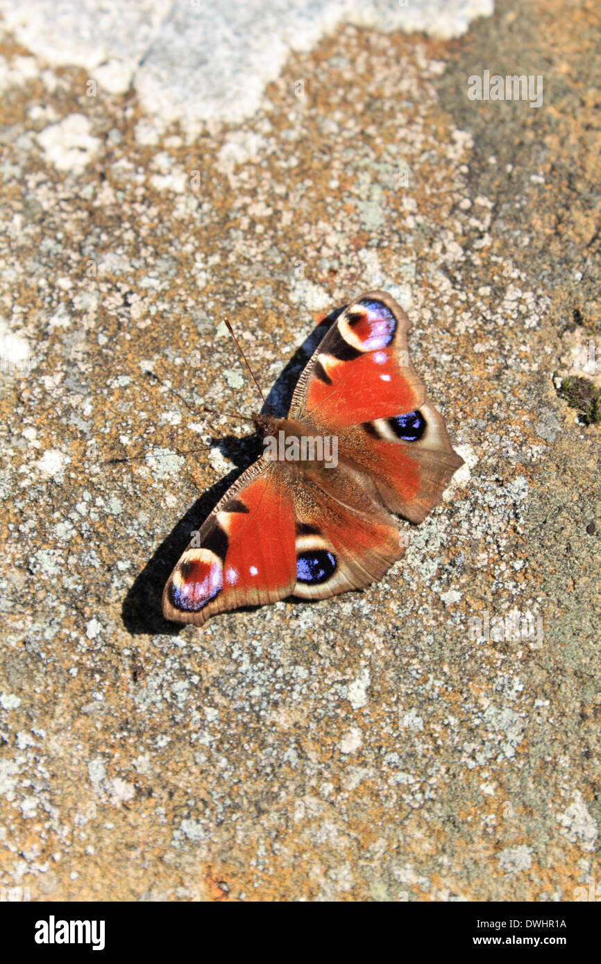 Abinger nel Surrey sulle colline vicino a Dorking, Inghilterra, Regno Unito. Il 9 marzo 2014. Il Parlamento farfalla pavone genere Inachis io, visto qui crogiolarsi nella primavera del sole. Esso è uno dei primi UK farfalle per uscire dalla modalità di ibernazione. Il distictive eye-macchie che ricordano le penne della coda di un pavone sono usati come un anti-predator meccanismo. Credito: Julia Gavin/Alamy Live News Foto Stock