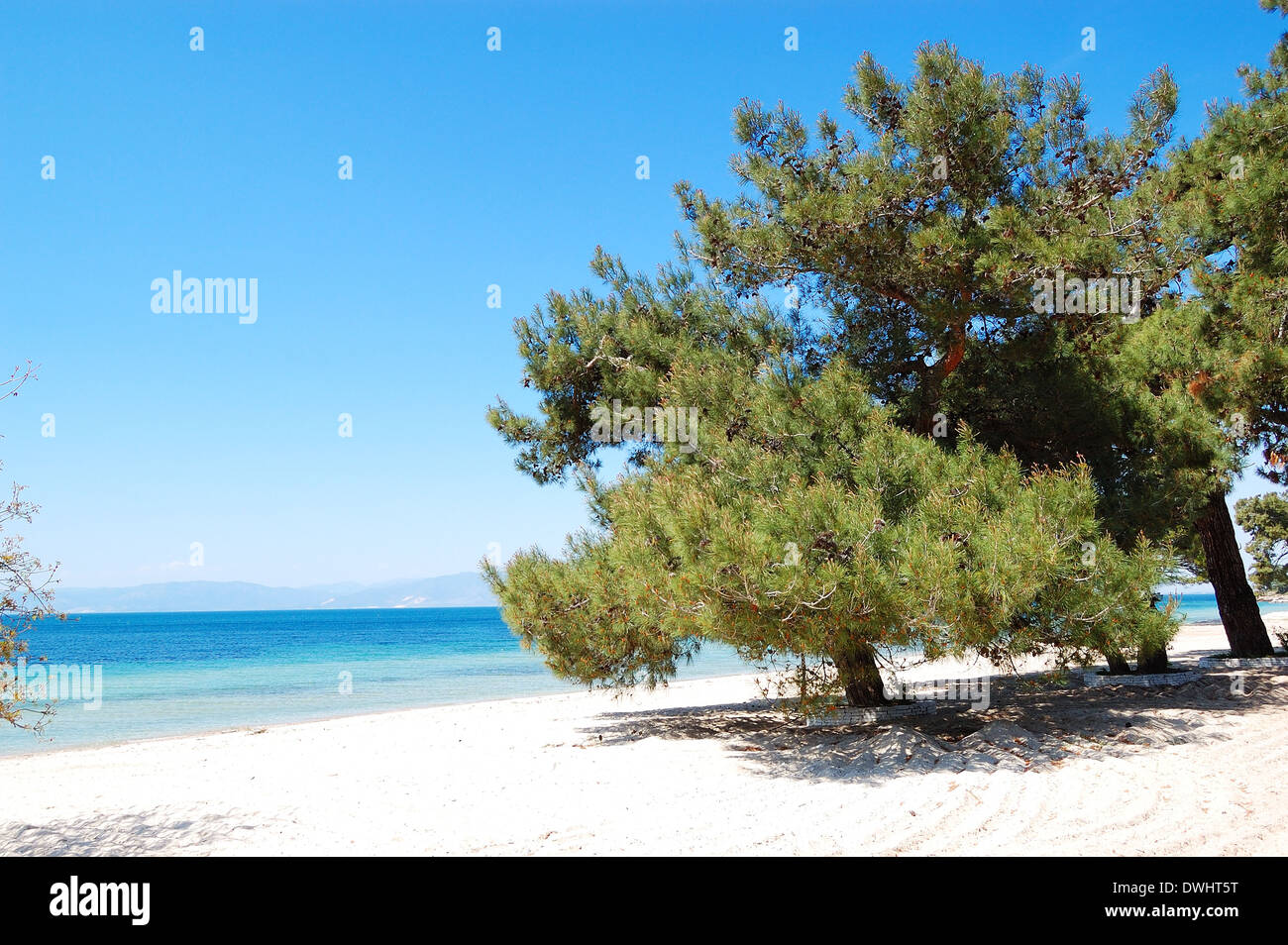 Pino su una spiaggia presso l'hotel di lusso, Thassos Island, Grecia Foto Stock