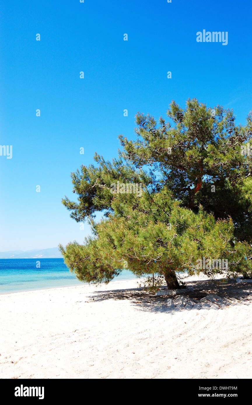 Pino su una spiaggia presso l'hotel di lusso, Thassos Island, Grecia Foto Stock