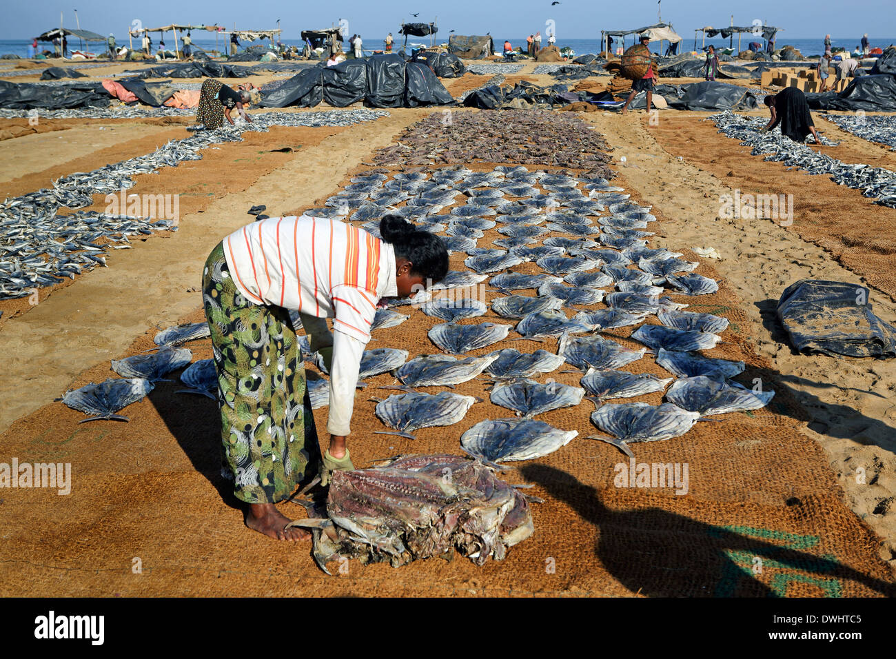 La donna posa di pesci fuori ad asciugare sotto un caldo sole a Negombo, Sri Lanka Foto Stock