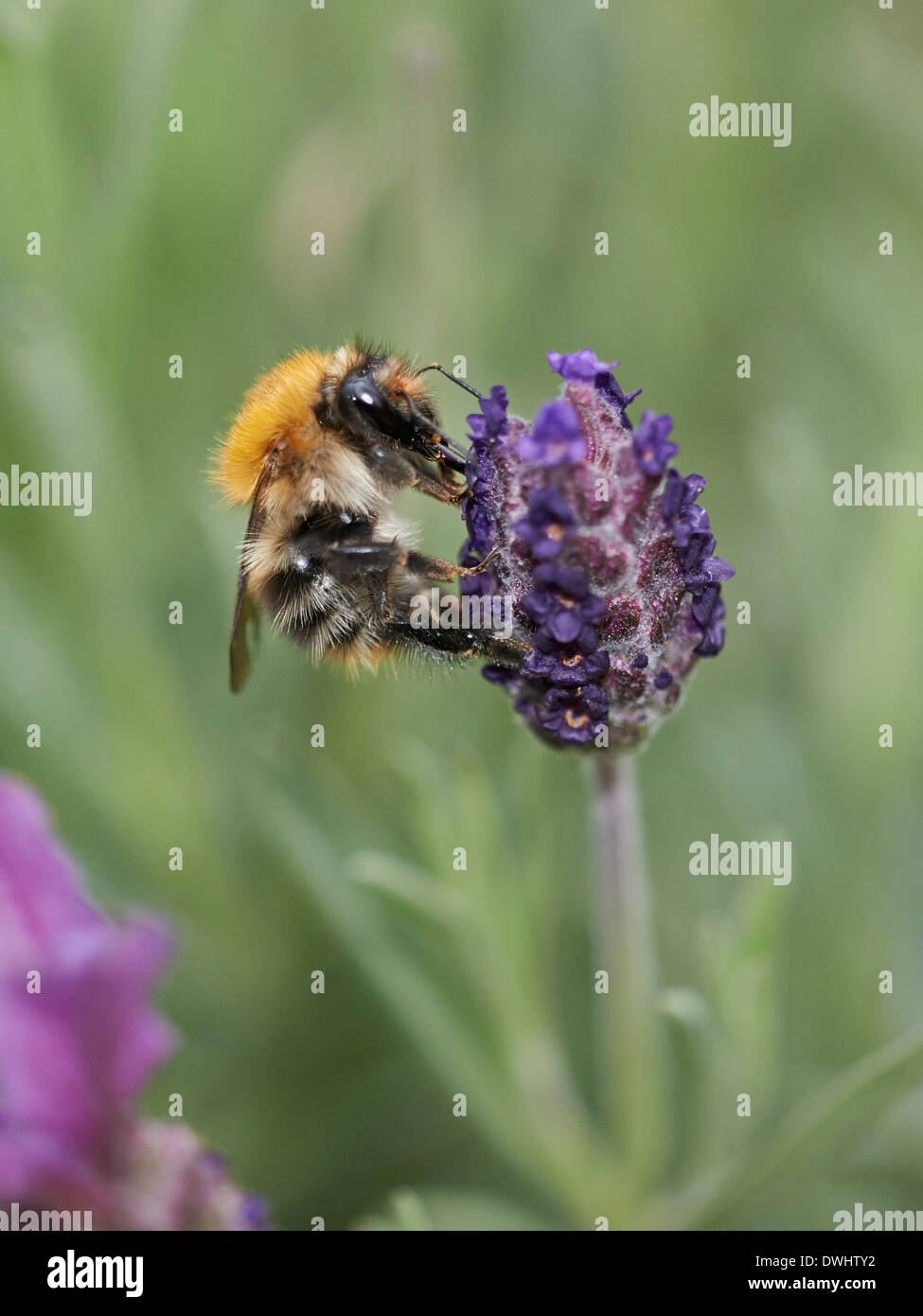 Carda bumblebee Foto Stock