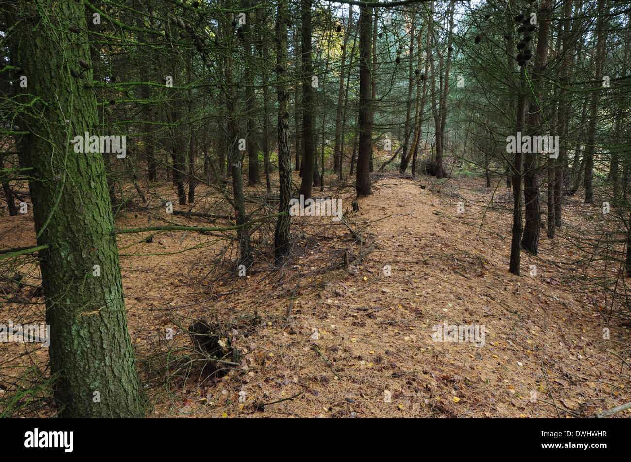 I resti della cinta argine di Downham alta Warren, Breckland, Suffolk, Regno Unito. Foto Stock