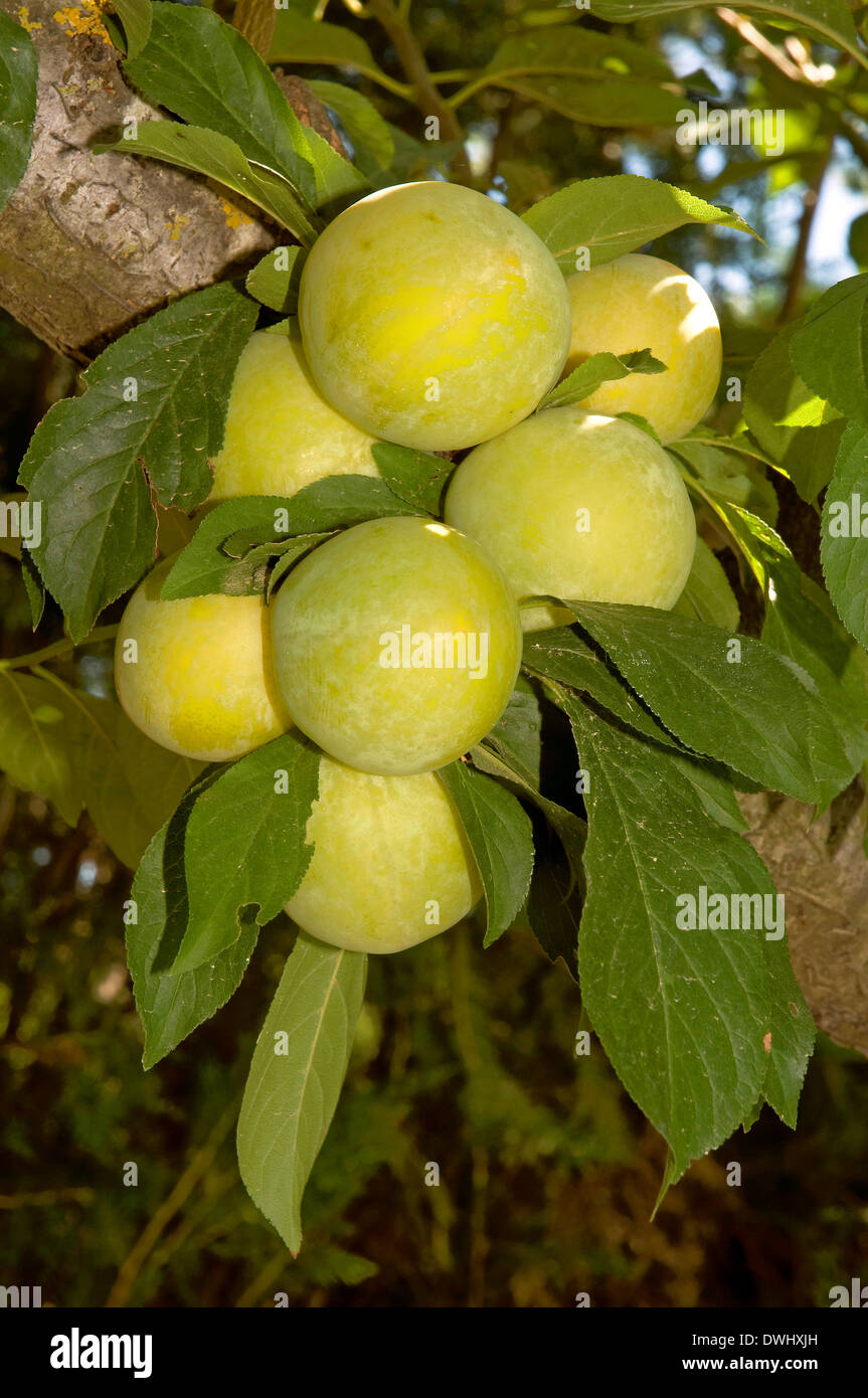 Albero di prugna - frutti, brenes, Siviglia-provincia, regione dell'Andalusia, Spagna, Europa Foto Stock