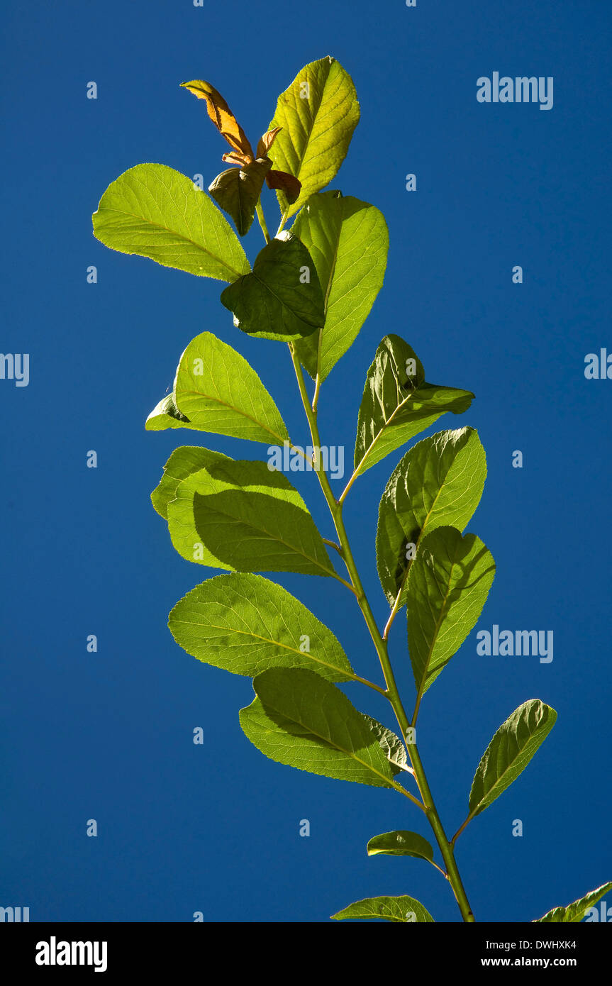 Albero di prugna - foglie, Brenes, Siviglia-provincia, regione dell'Andalusia, Spagna, Europa Foto Stock