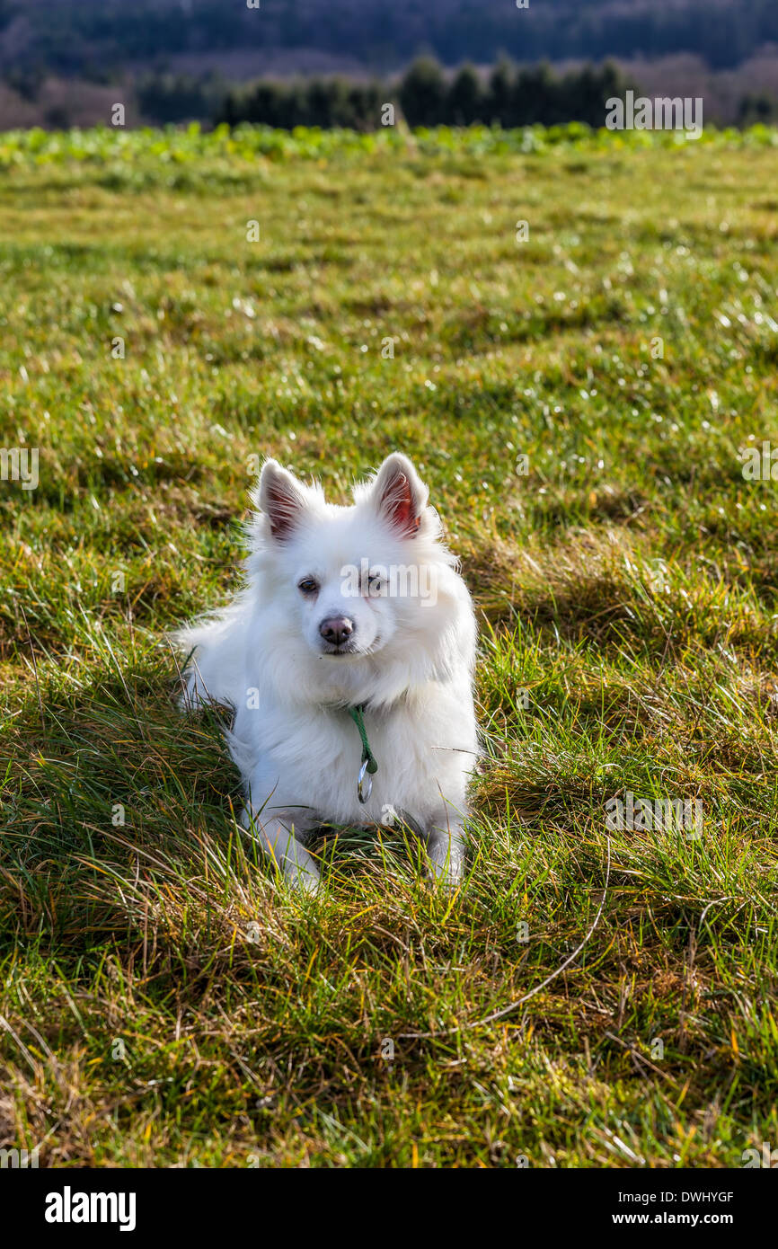 Bianco cane Pomerania giacente sul campo in erba Foto Stock