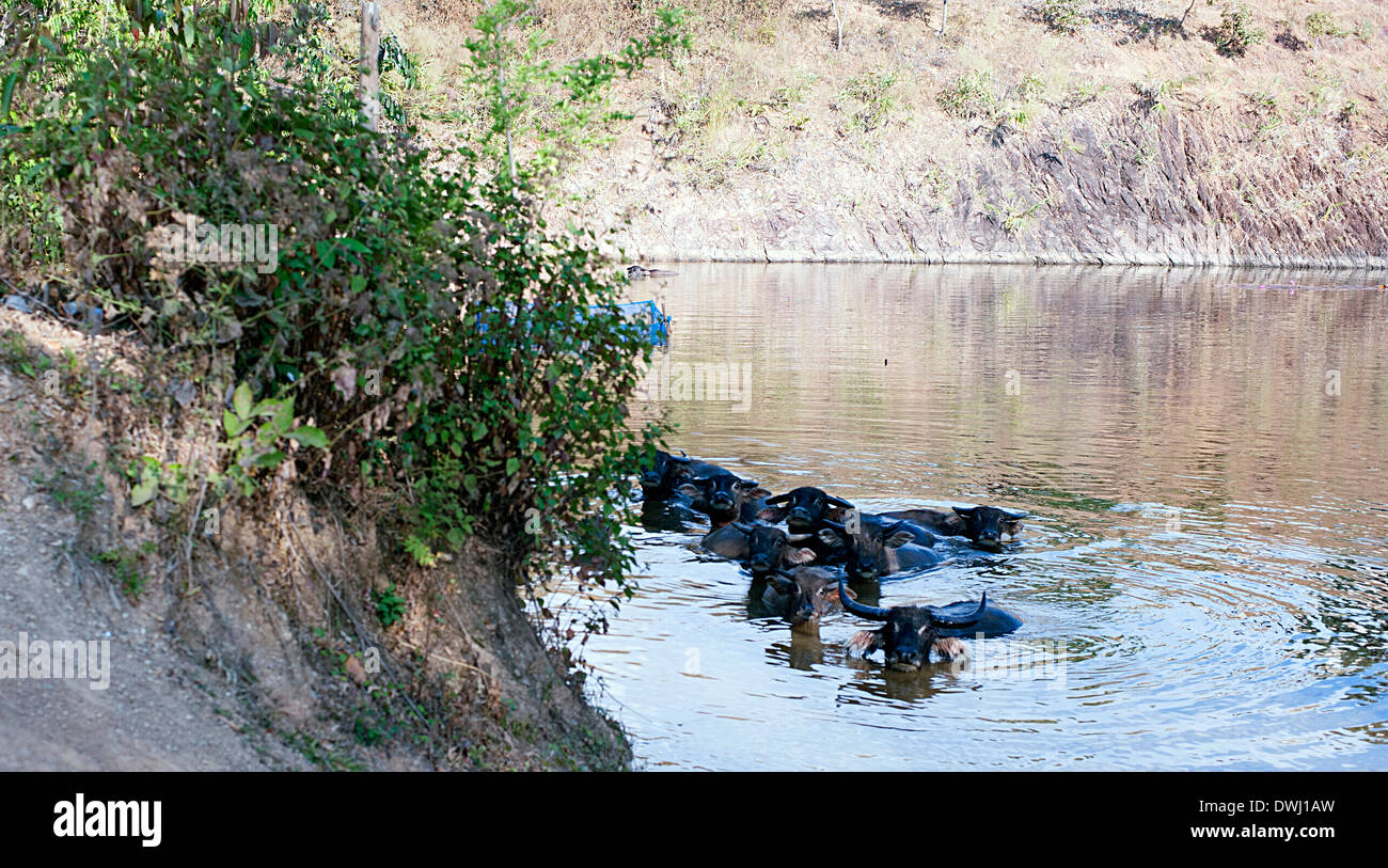 Una mandria di Asian bufali d'acqua nuotare nel lago in Bley Doh Key villaggio nel nord della Thailandia. Foto Stock