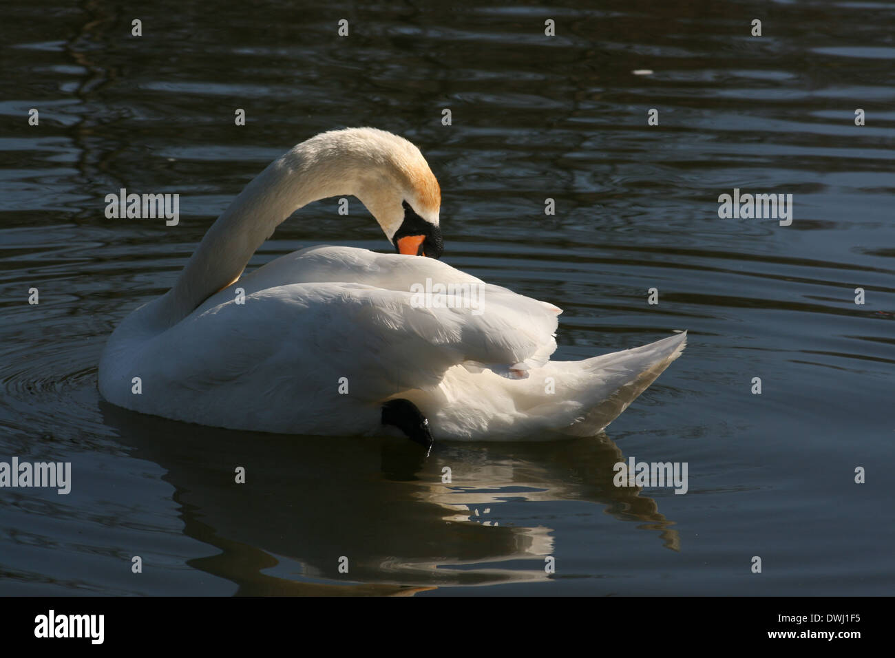 Cigno reale Foto Stock