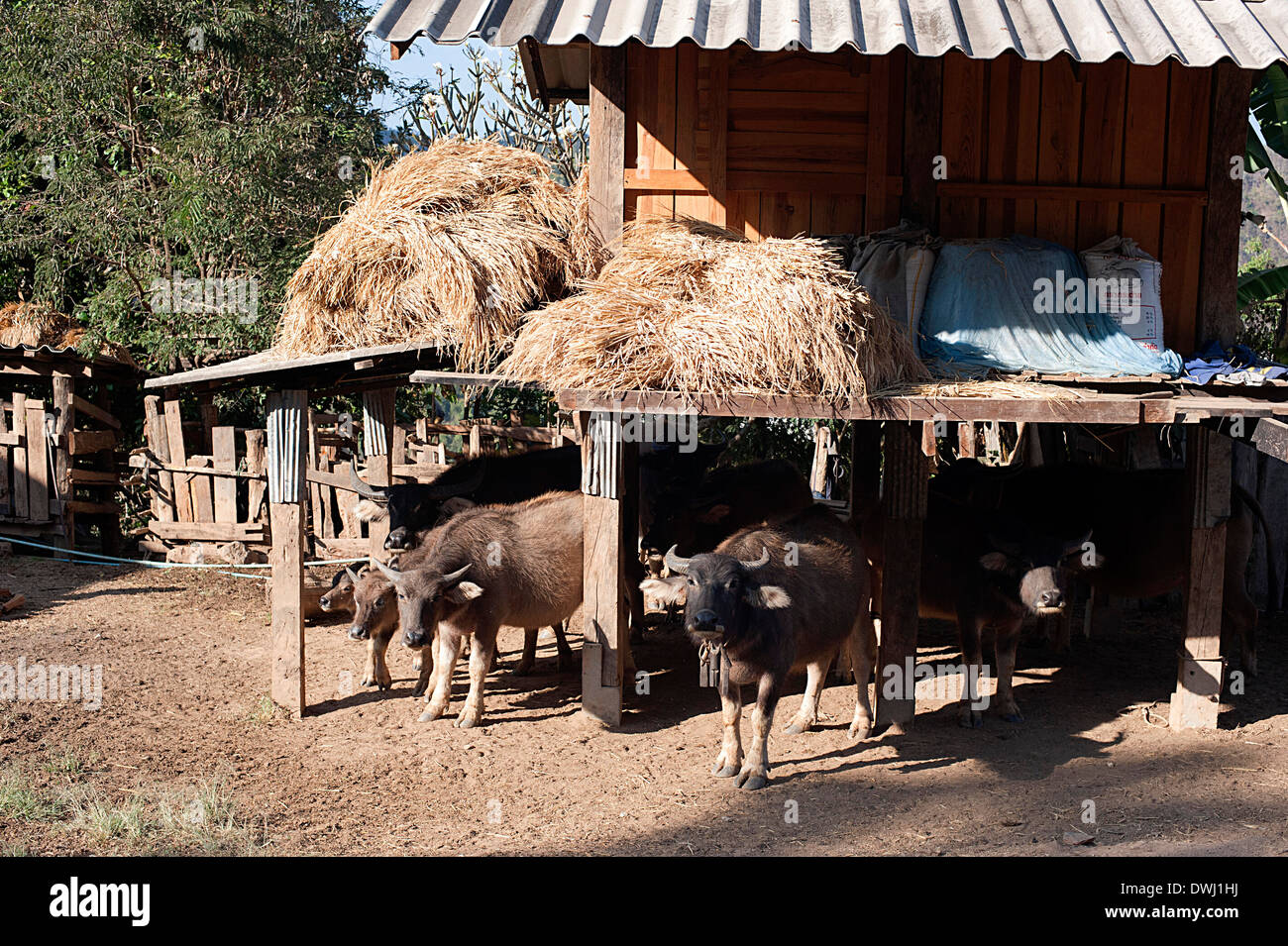 Buffaloes riparo e conservare al fresco sotto la casa lontano dal sole. Foto Stock