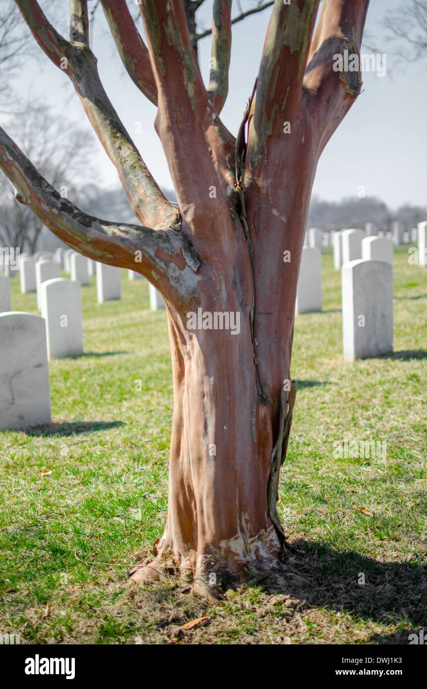 Un albero si trova sentinel su un cimitero militare a Knoxville, in Tennessee Foto Stock