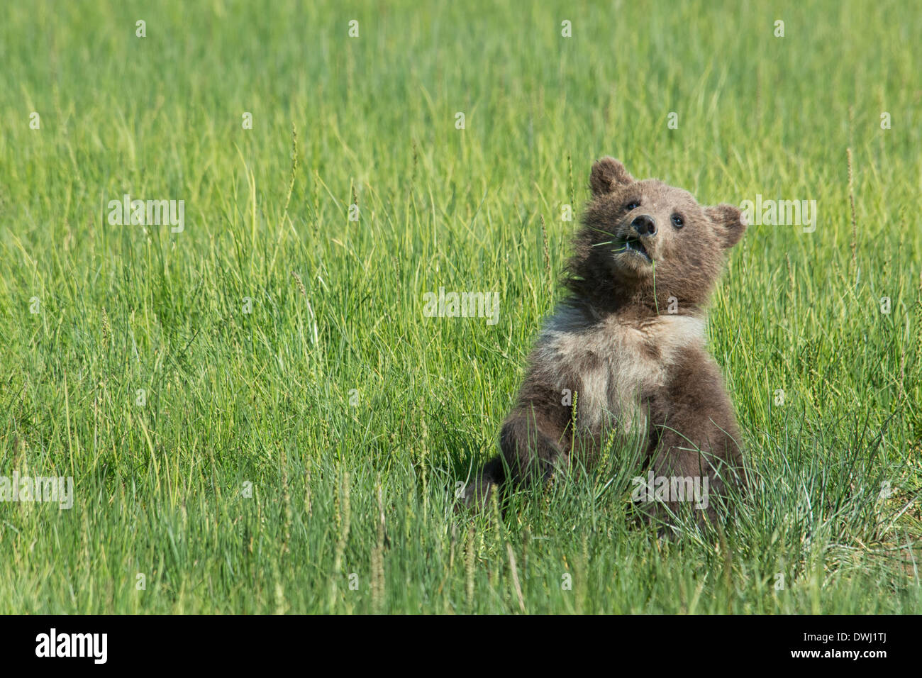 Orso grizzly cucciolo della molla con un colletto bianco e le macchie, Ursus arctos, mangiare sedge erba, il Parco Nazionale del Lago Clark, Alaska, STATI UNITI D'AMERICA Foto Stock