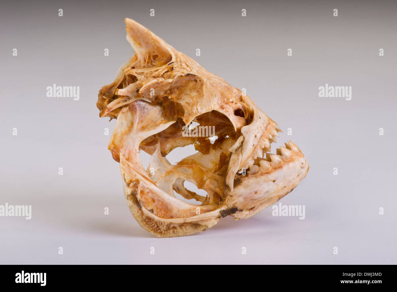 Lo scheletro di Piranha da Amazon. Foto Stock