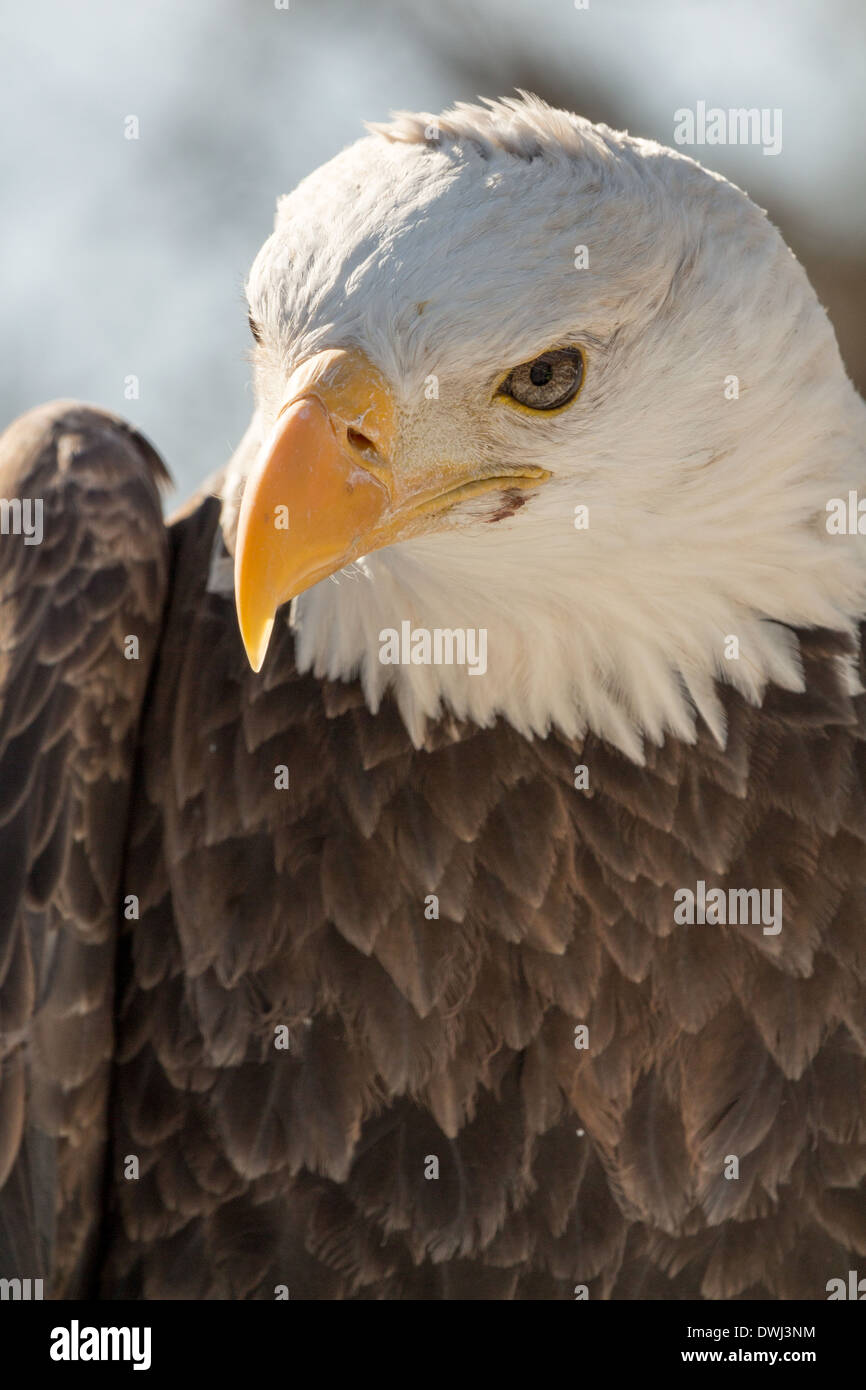 32 anni maschio aquila calva al Toronto Zoo Foto Stock