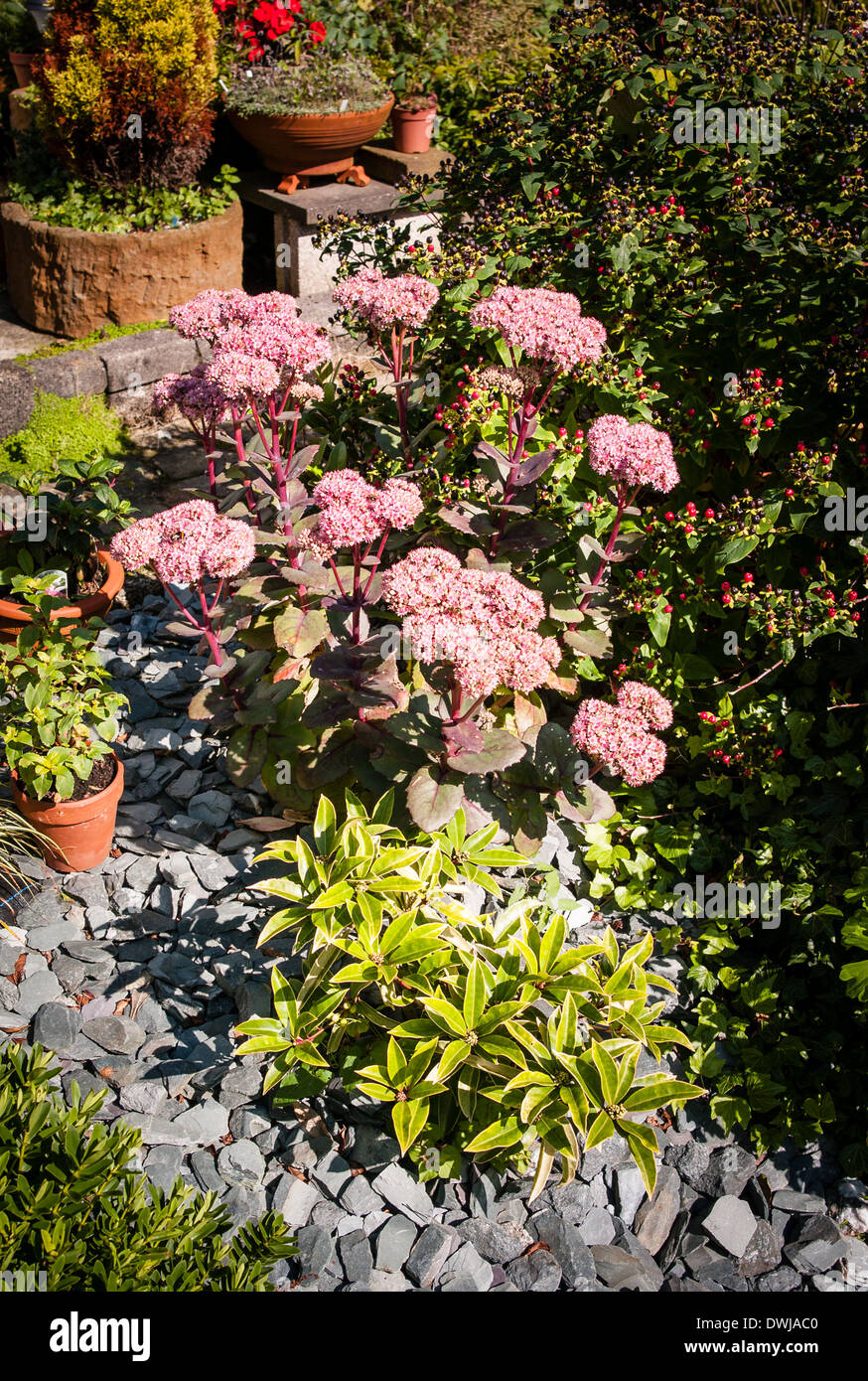 Inglese piccolo patio giardino con sedum in fiore Foto Stock