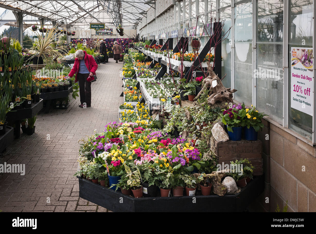 Biancheria da letto a molla piante esposte per la vendita in un giardino inglese centro in Marzo Foto Stock