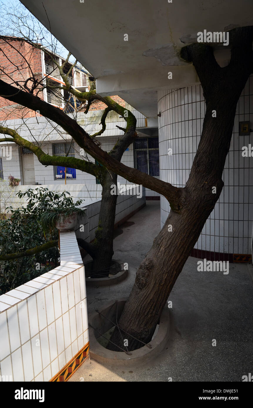 (140310) -- DAZHOU, 10 marzo 2014 (Xinhua) -- Foto scattata il 10 marzo 2014 mostra vecchi alberi che crescono nella costruzione di un ospedale a Beishan contea di Tongchuan del distretto di Dazhou City, a sud-ovest della Cina di provincia di Sichuan. Lo spettacolo qui apparve come un ospedale doveva essere costruito in cui tre vecchi alberi crescono. Abbastanza stanza sono stati lasciati per la crescita di alberi secolari al fine di proteggerli durante la costruzione degli edifici, ha detto il direttore dell'ospedale. (Xinhua/Zhang Ji) (mt) Foto Stock