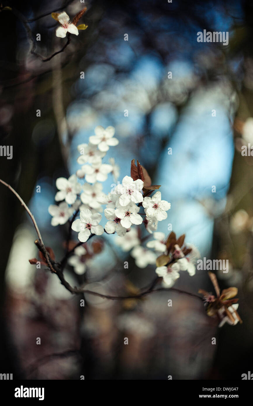 Cherry Tree Blossom Foto Stock
