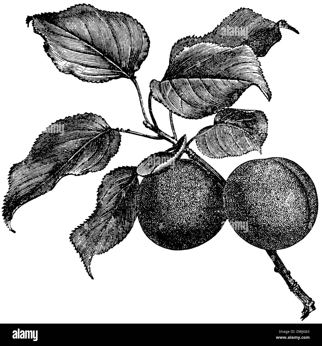 Albicocca Foto Stock