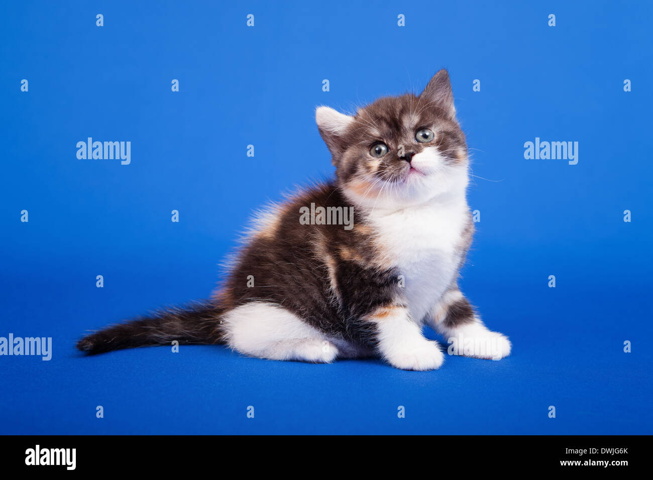 Tricolore scozzese gatto di razza pura è seduta su sfondo blu Foto Stock