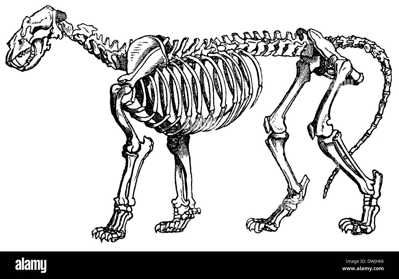Scheletro di Leone Foto Stock