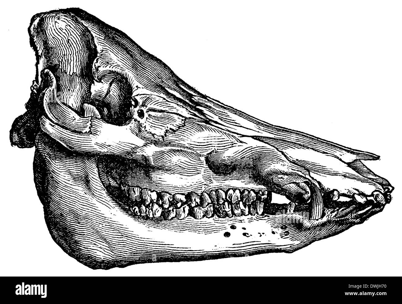 Maiale: cranio Foto Stock