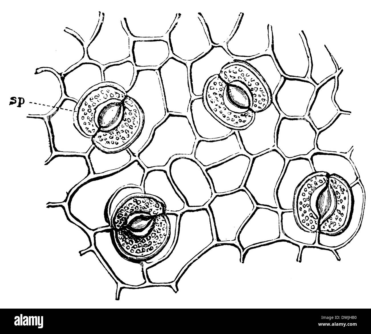 Foglie con stomata Foto Stock