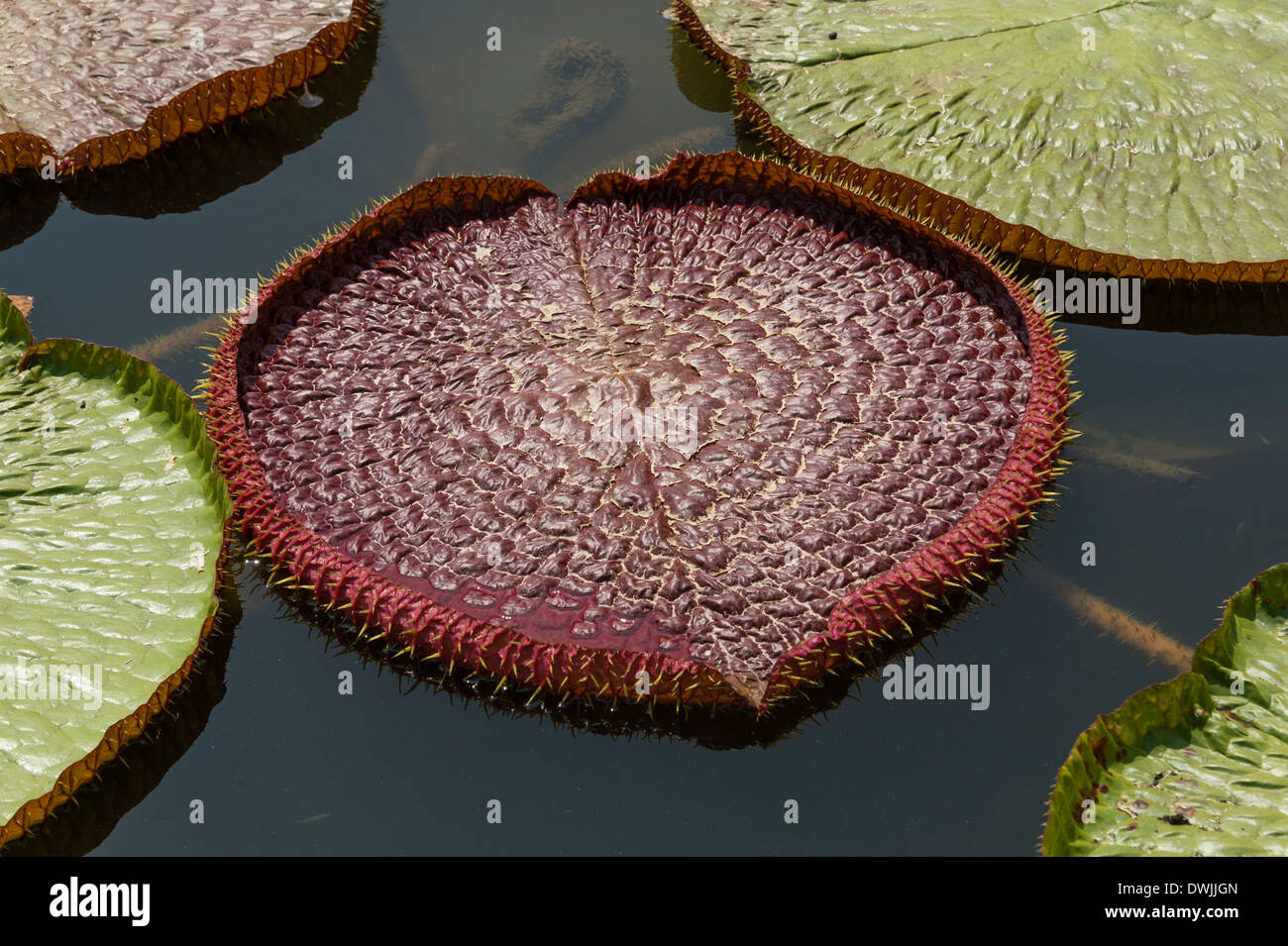 Un Victoria amazonica giglio di acqua Foto Stock