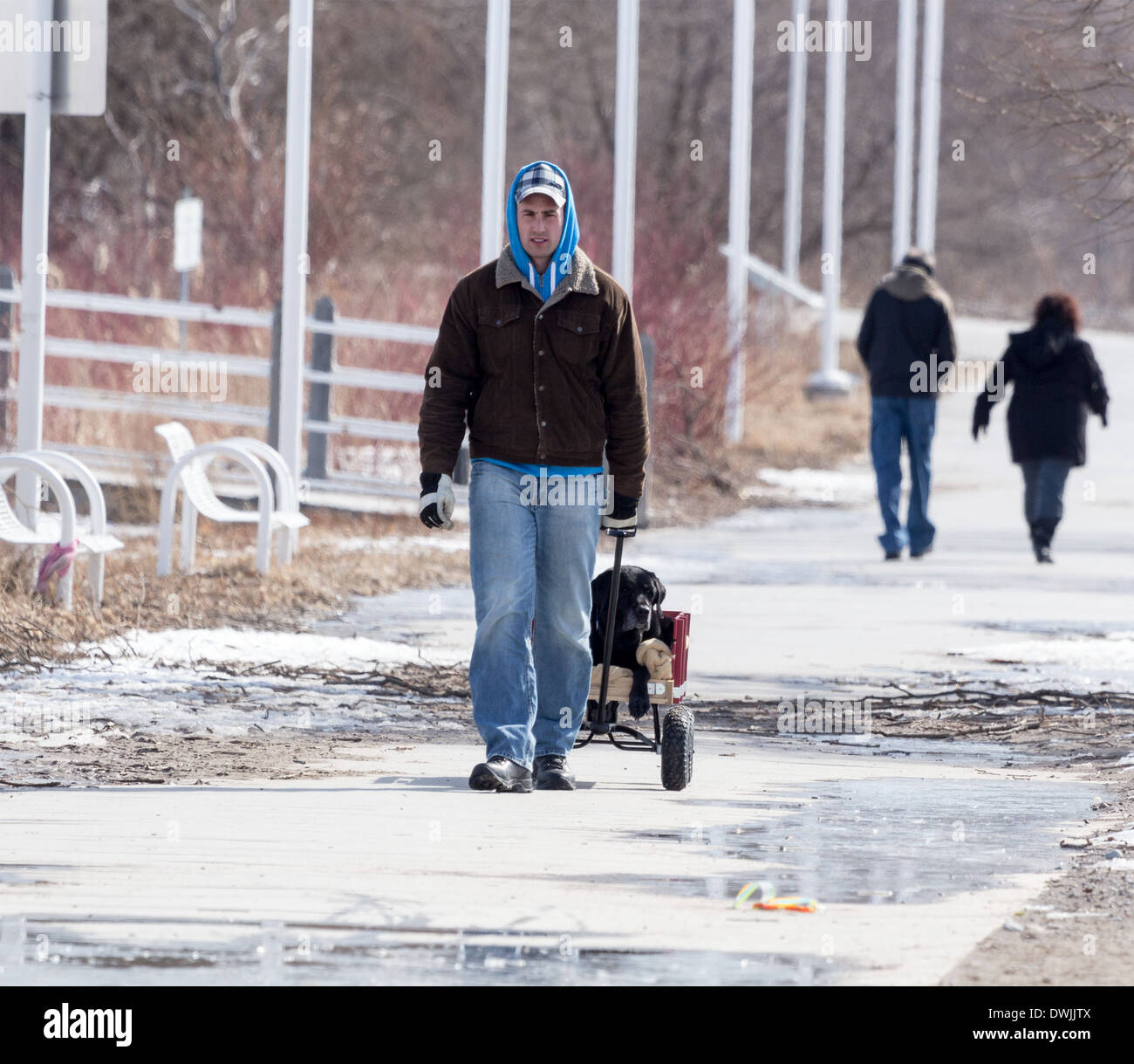 L'uomo tirando un vecchio nero labrador cane in un carro su un soleggiato ma freddo giorno. Foto Stock