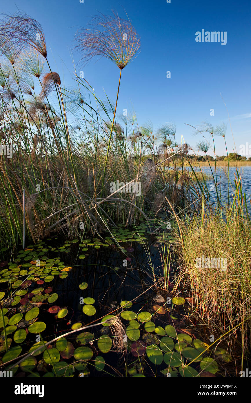 Pettini del delta dell'Okavango in Botswana Foto Stock