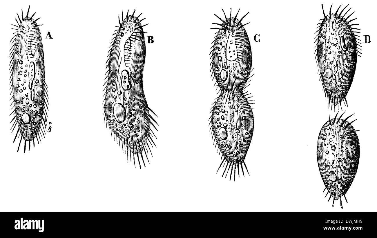 Infusoria: la divisione cellulare Foto Stock