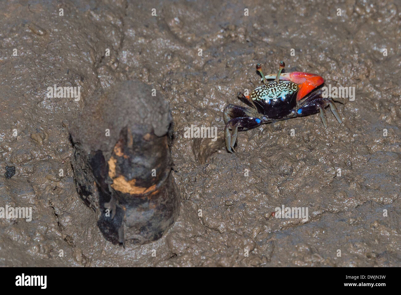 Un roseo Fiddler crab Foto Stock