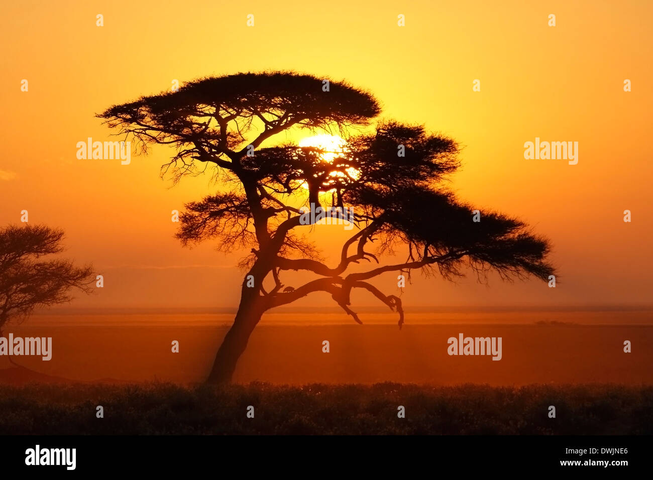 Sunrise in Etosha National Park - Namibia Foto Stock